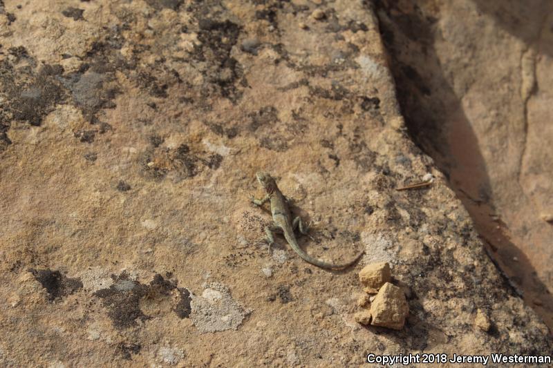 Plateau Side-blotched Lizard (Uta stansburiana uniformis)