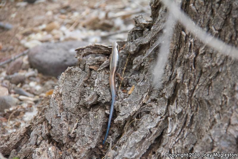 Great Basin Skink (Plestiodon skiltonianus utahensis)