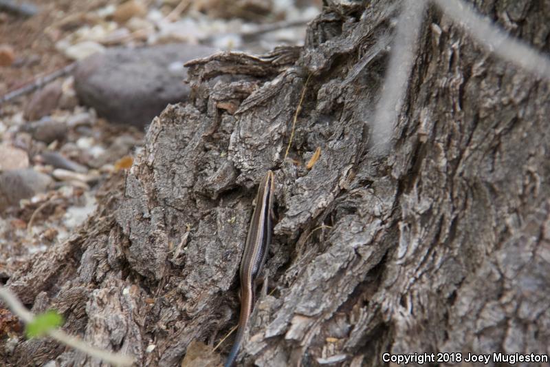 Great Basin Skink (Plestiodon skiltonianus utahensis)