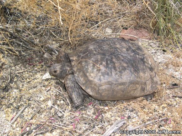 Desert Tortoise (Gopherus agassizii)