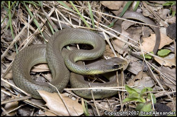 Western Yellow-bellied Racer (Coluber constrictor mormon)