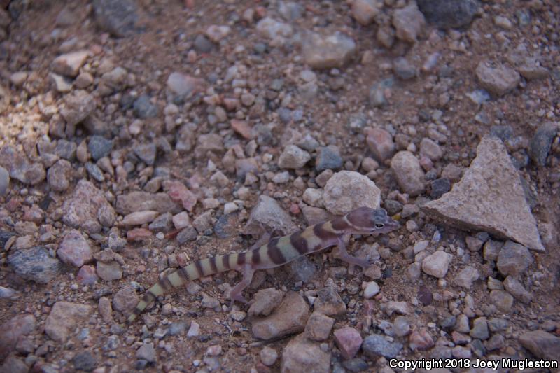 Utah Banded Gecko (Coleonyx variegatus utahensis)