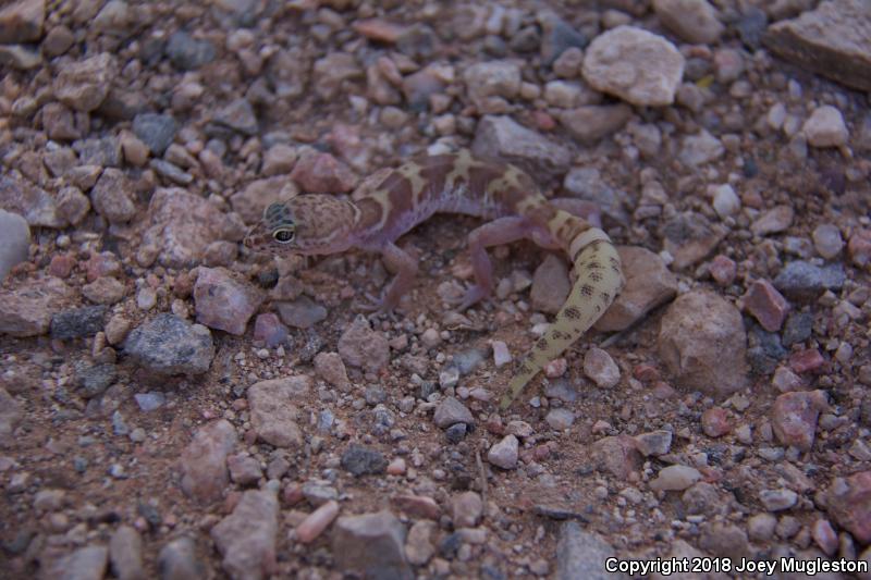 Utah Banded Gecko (Coleonyx variegatus utahensis)