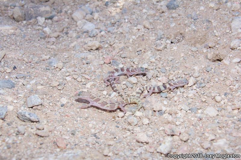 Utah Banded Gecko (Coleonyx variegatus utahensis)