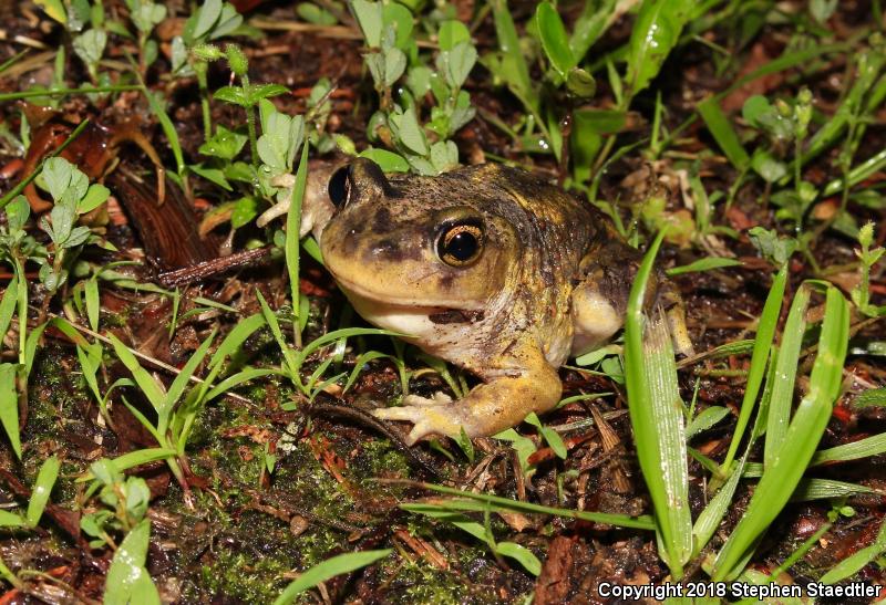 Eastern Spadefoot (Scaphiopus holbrookii)