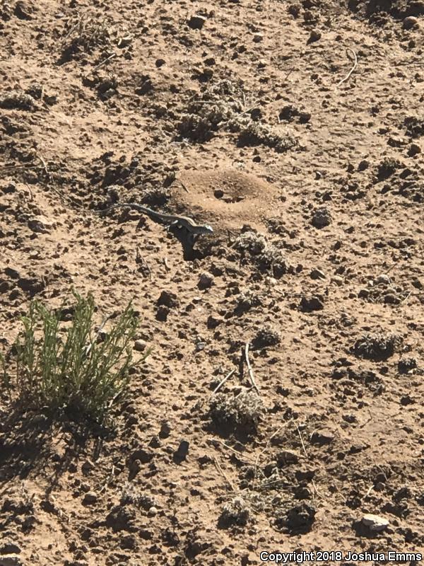 Plains Striped Whiptail (Aspidoscelis inornata llanuras)