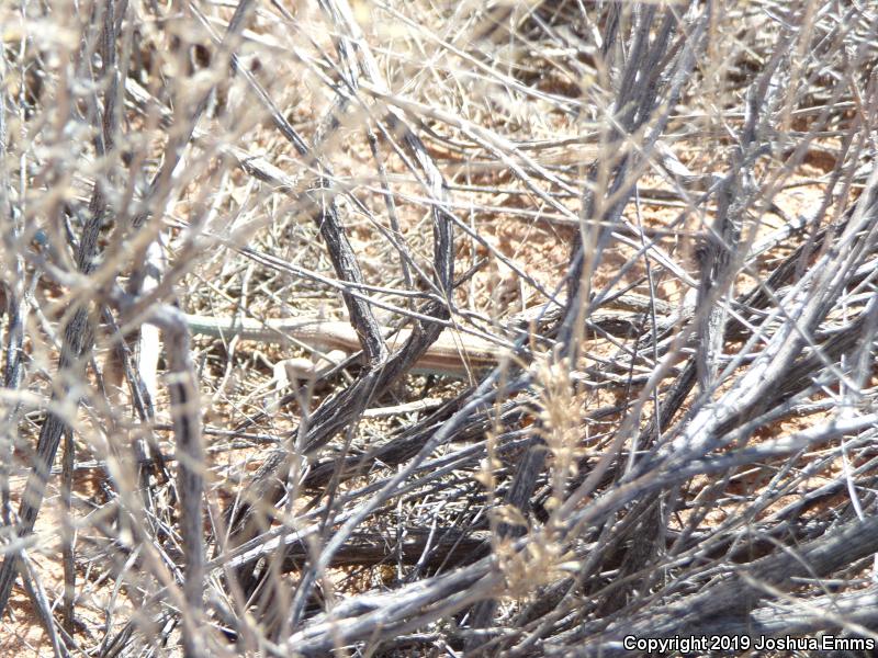 Plains Striped Whiptail (Aspidoscelis inornata llanuras)