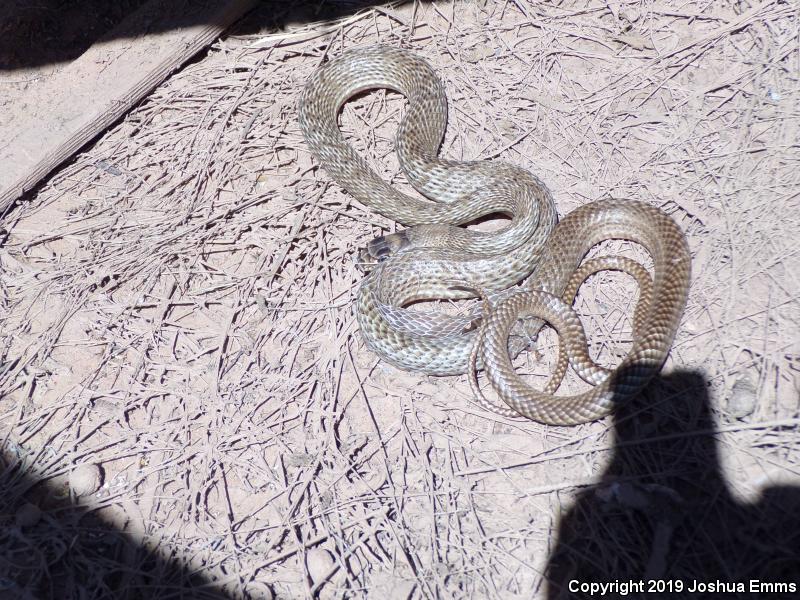 Western Coachwhip (Coluber flagellum testaceus)