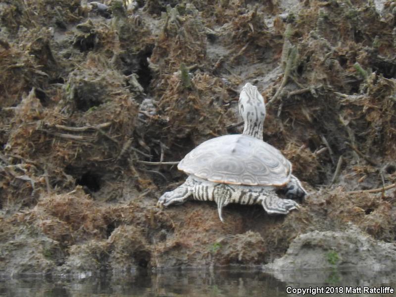 Northern Diamond-backed Terrapin (Malaclemys terrapin terrapin)