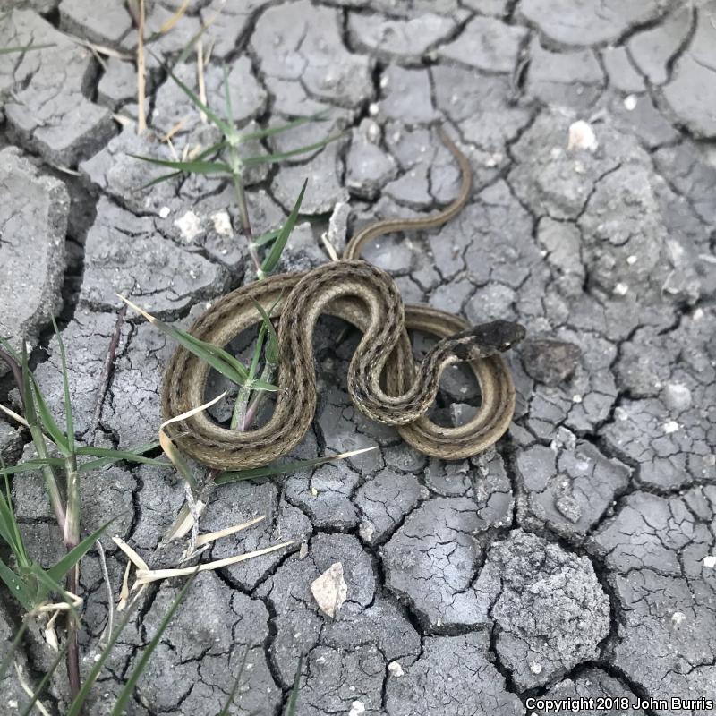 Texas Brownsnake (Storeria dekayi texana)