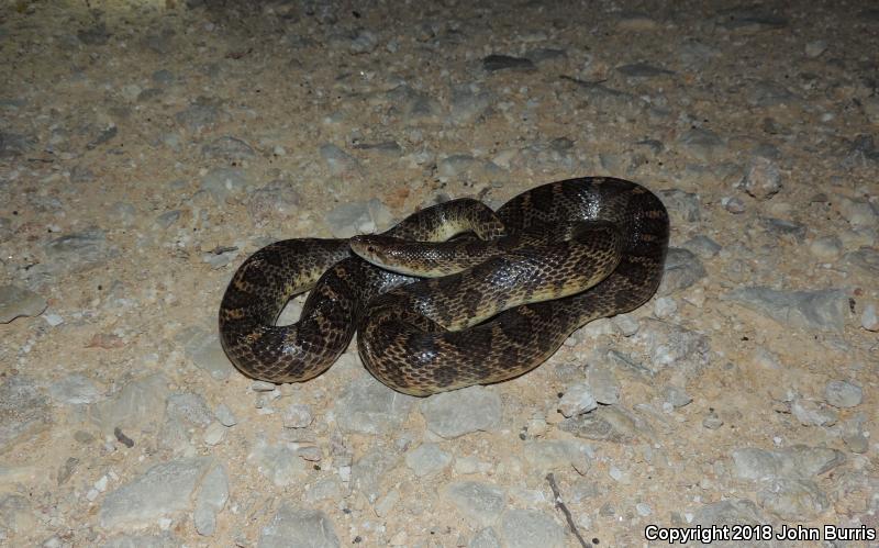 Texas Glossy Snake (Arizona elegans arenicola)