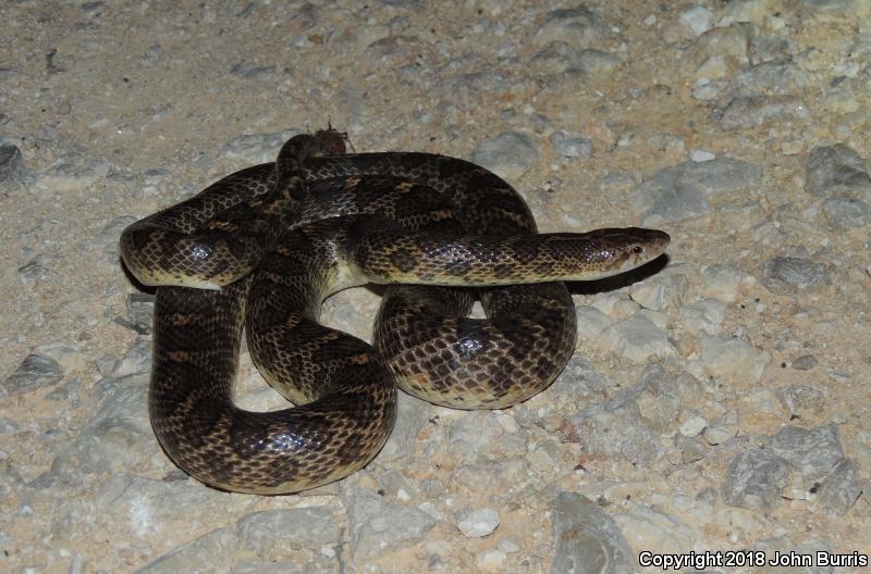 Texas Glossy Snake (Arizona elegans arenicola)