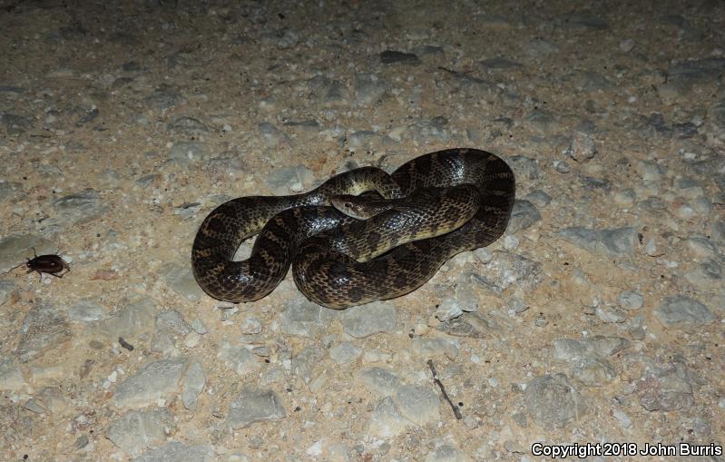 Texas Glossy Snake (Arizona elegans arenicola)