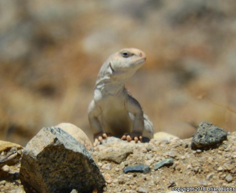 Northern Desert Iguana (Dipsosaurus dorsalis dorsalis)