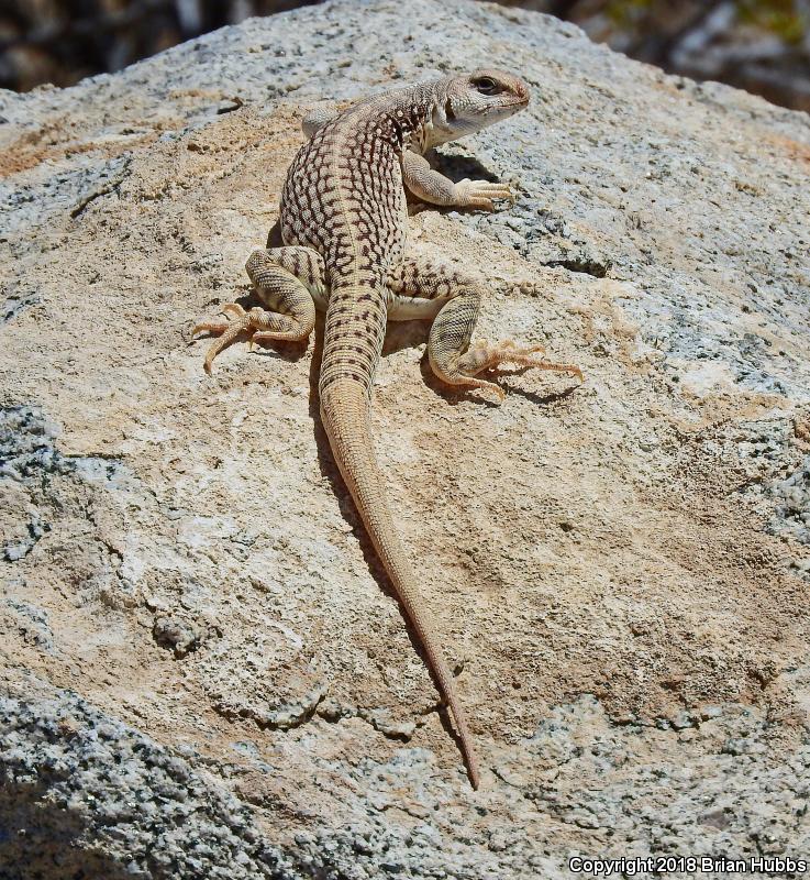 Northern Desert Iguana (Dipsosaurus dorsalis dorsalis)