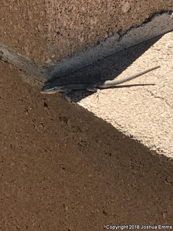 Ornate Tree Lizard (Urosaurus ornatus)