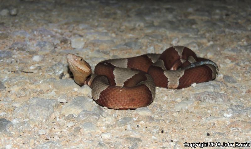 Broad-banded Copperhead (Agkistrodon contortrix laticinctus)