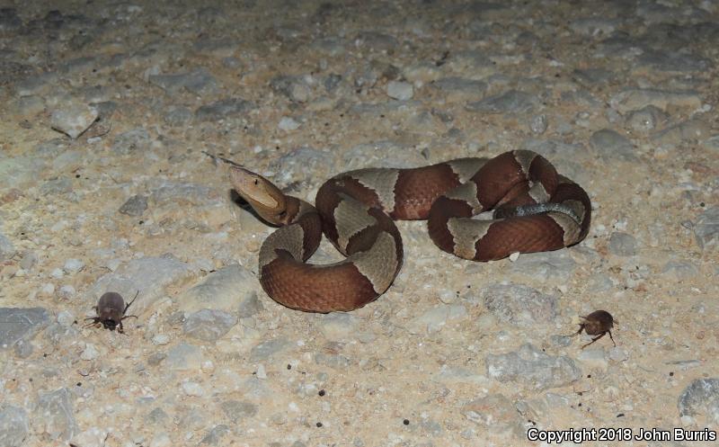 Broad-banded Copperhead (Agkistrodon contortrix laticinctus)