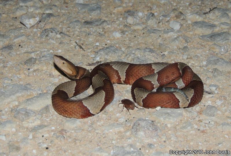 Broad-banded Copperhead (Agkistrodon contortrix laticinctus)