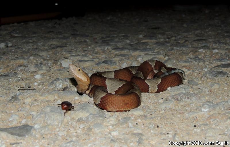 Broad-banded Copperhead (Agkistrodon contortrix laticinctus)