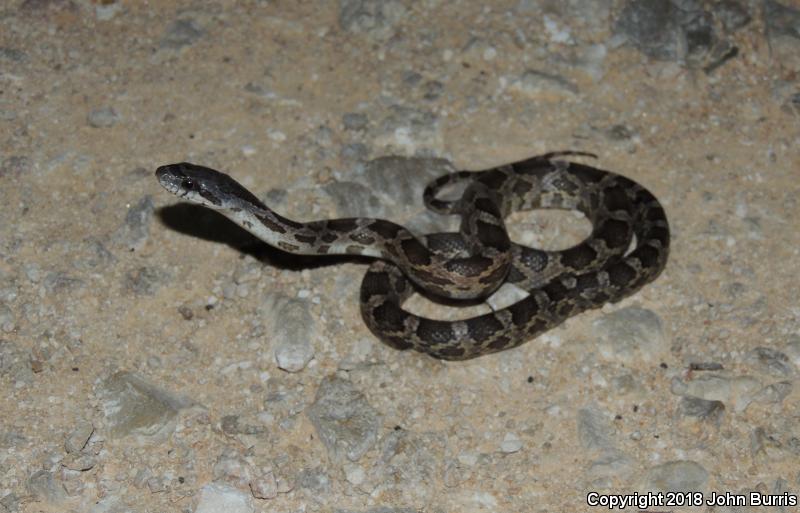 Texas Ratsnake (Pantherophis obsoletus lindheimeri)