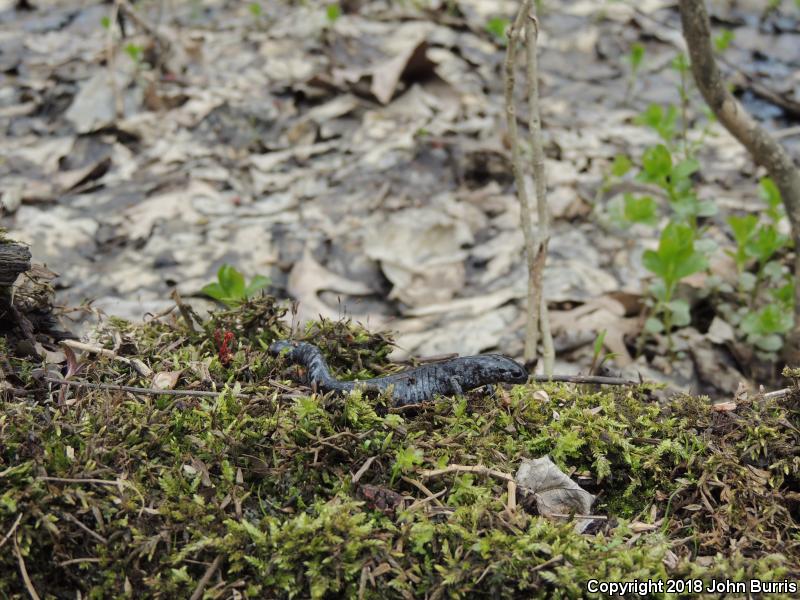 Small-mouthed Salamander (Ambystoma texanum)