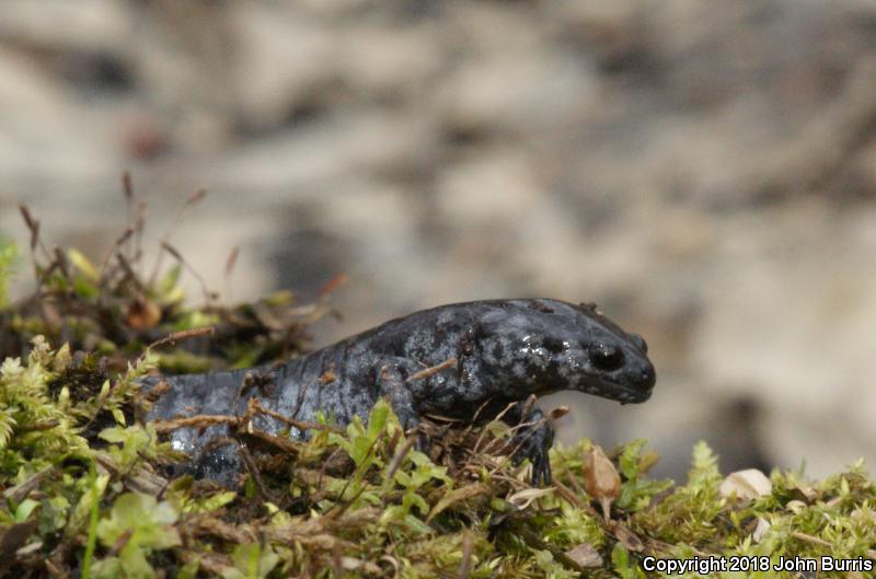 Small-mouthed Salamander (Ambystoma texanum)