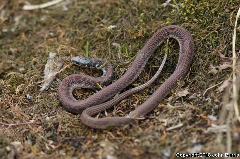 Kirtland's Snake (Clonophis kirtlandii)