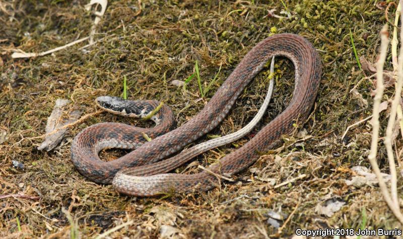 Kirtland's Snake (Clonophis kirtlandii)