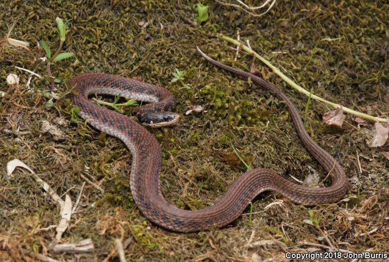 Kirtland's Snake (Clonophis kirtlandii)