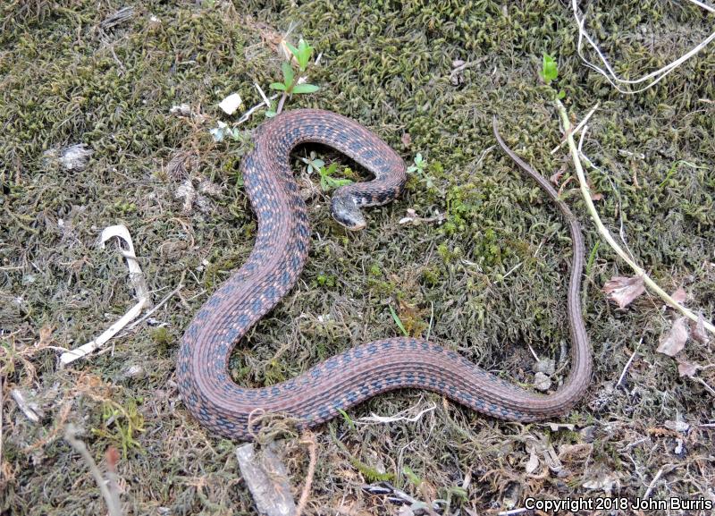 Kirtland's Snake (Clonophis kirtlandii)