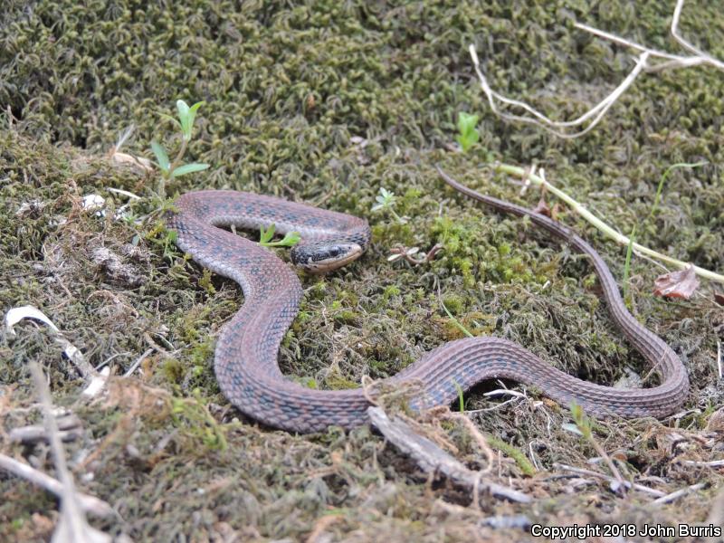 Kirtland's Snake (Clonophis kirtlandii)