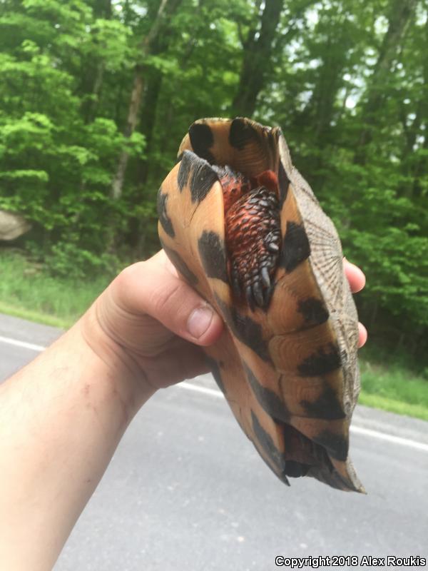 Wood Turtle (Glyptemys insculpta)