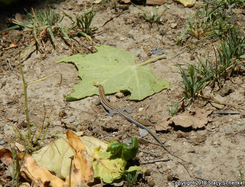 Belding's Orange-throated Whiptail (Aspidoscelis hyperythra beldingi)