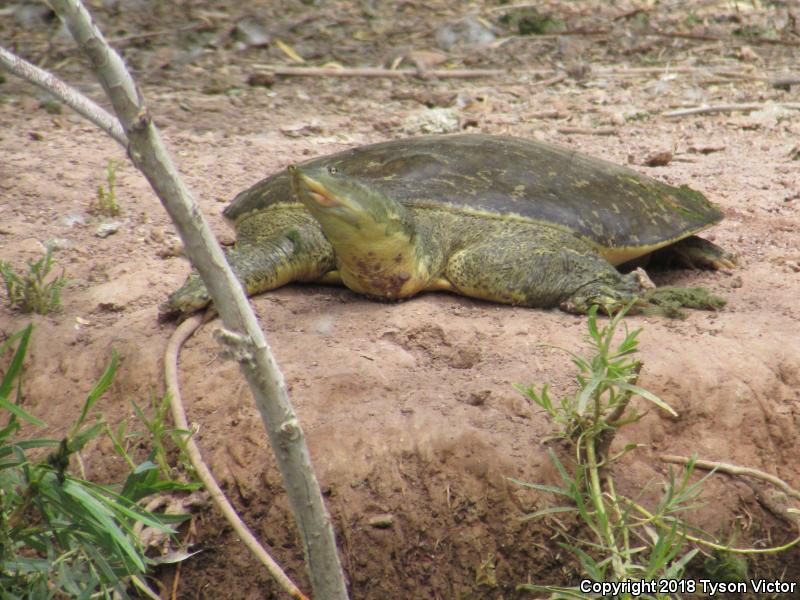 Texas Spiny Softshell (Apalone spinifera emoryi)