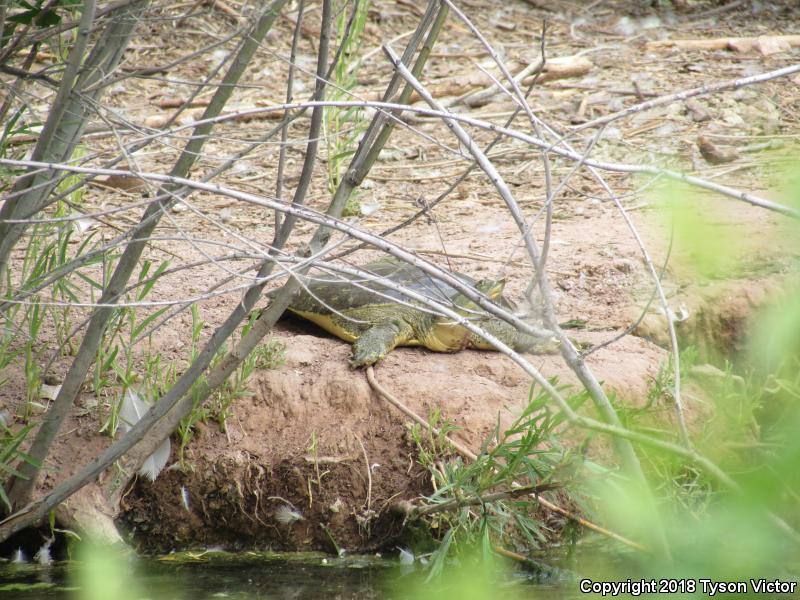 Texas Spiny Softshell (Apalone spinifera emoryi)