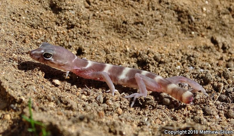 San Diego Banded Gecko (Coleonyx variegatus abbotti)