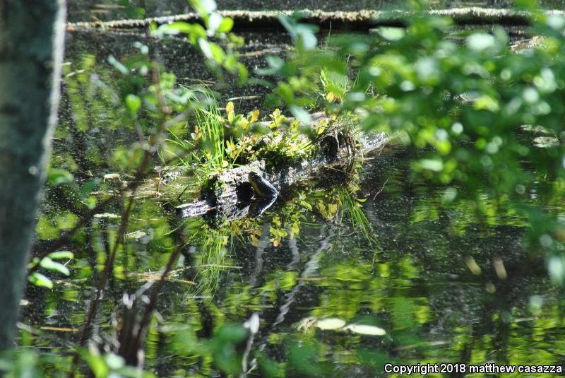 Blanding's Turtle (Emydoidea blandingii)