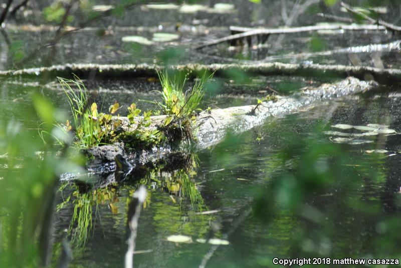 Blanding's Turtle (Emydoidea blandingii)