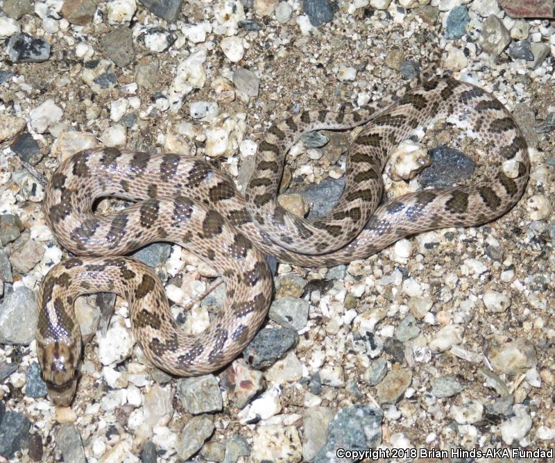 California Glossy Snake (Arizona elegans occidentalis)