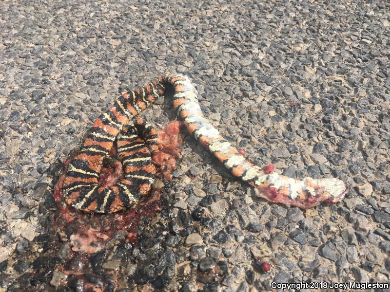 Utah Milksnake (Lampropeltis triangulum taylori)