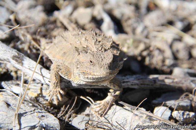 Hernandez's Short-horned Lizard (Phrynosoma hernandesi hernandesi)