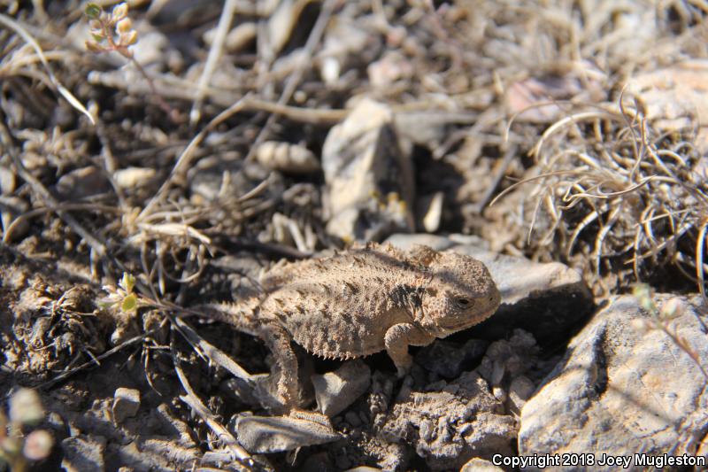 Hernandez's Short-horned Lizard (Phrynosoma hernandesi hernandesi)