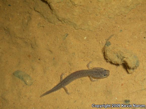 Grotto Salamander (Eurycea spelaea)