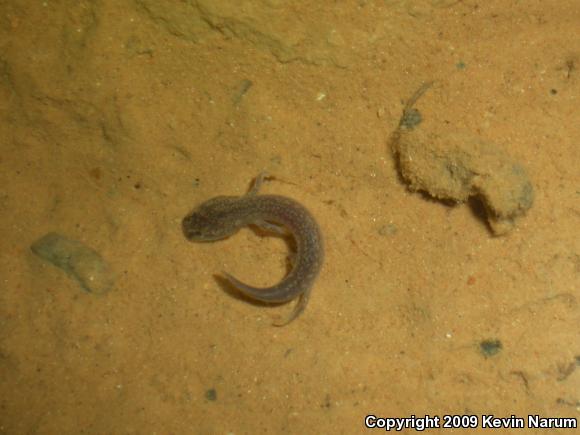 Grotto Salamander (Eurycea spelaea)