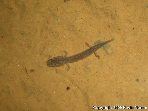 Grotto Salamander (Eurycea spelaea)