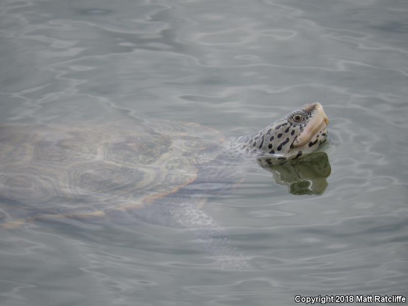 Northern Diamond-backed Terrapin (Malaclemys terrapin terrapin)