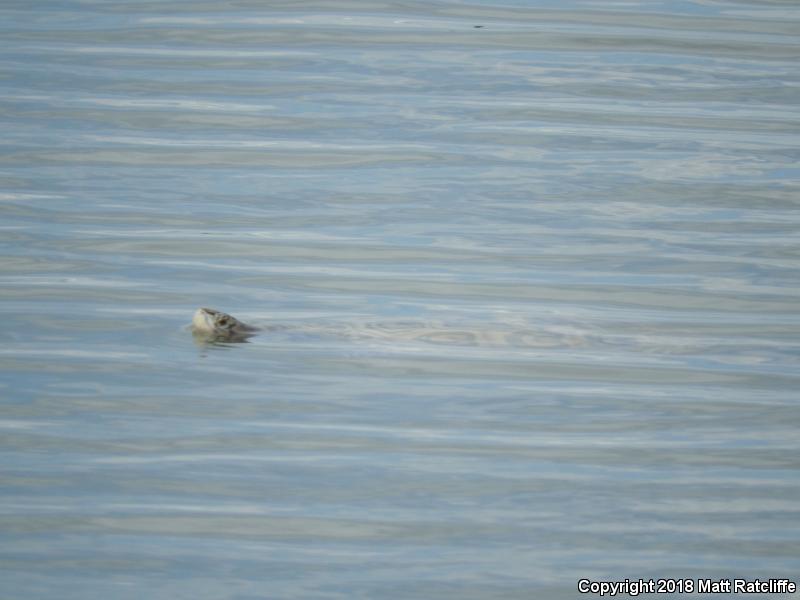 Northern Diamond-backed Terrapin (Malaclemys terrapin terrapin)