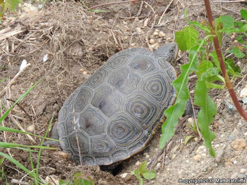 Northern Diamond-backed Terrapin (Malaclemys terrapin terrapin)