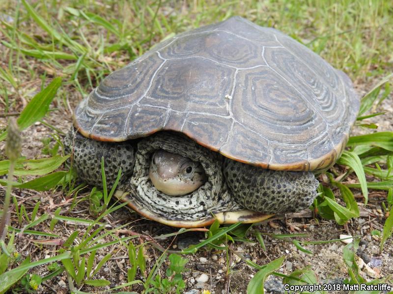 Northern Diamond-backed Terrapin (Malaclemys terrapin terrapin)